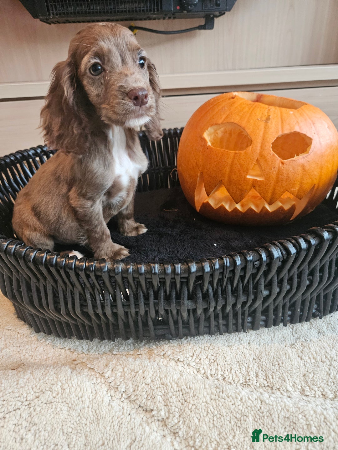 Cocker Spaniel dogs for sale: Working type cocker spaniels. Merle and Roan - Image 20