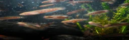 Other/Mixed Breed fish for sale: Red Chinese Snakehead - Advert 4