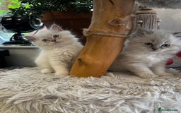 Ragdoll cats for sale: Beautiful Purebred Ragdoll Kittens  - Image 3