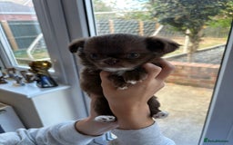 Chihuahua dogs for sale: Russian long hair Chihuahuas - Image 11