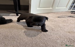 Mixed Breed dogs for sale: canó corso cross british bulldog puppy’s  - Image 21