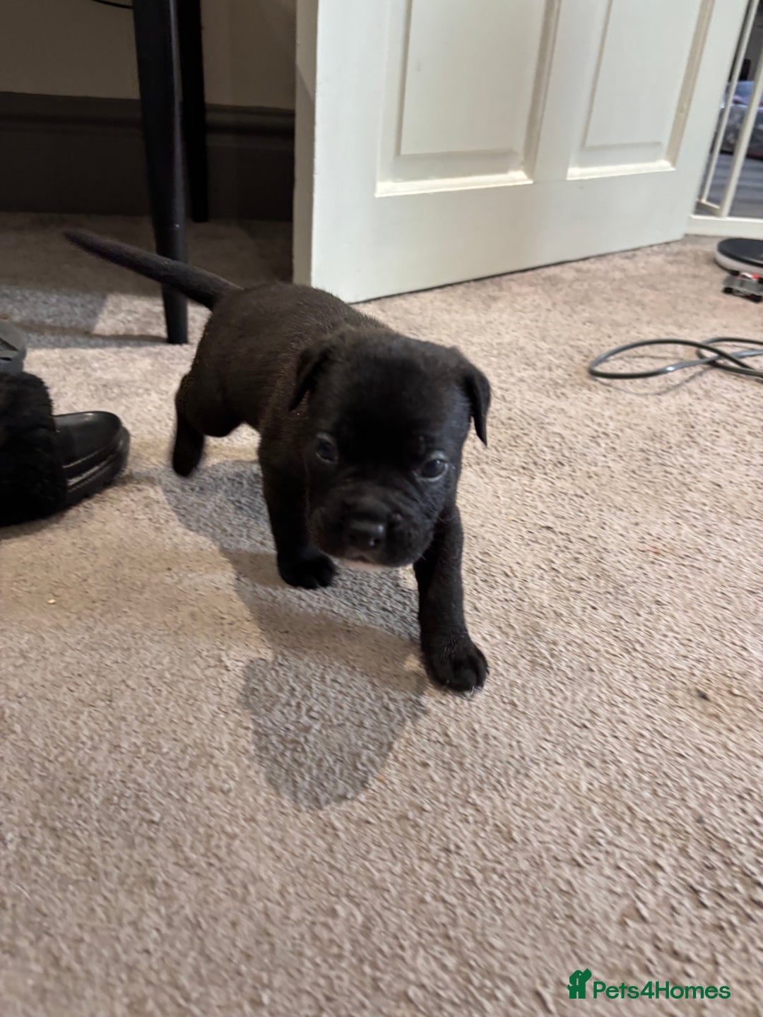 Mixed Breed dogs for sale: canó corso cross british bulldog puppy’s  - Image 21