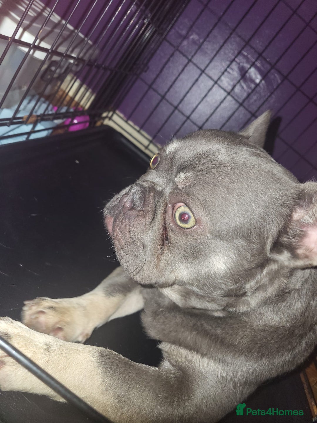 French Bulldog dogs for sale: Lilac and tan isabella fluffy carrier male  - Advert 2