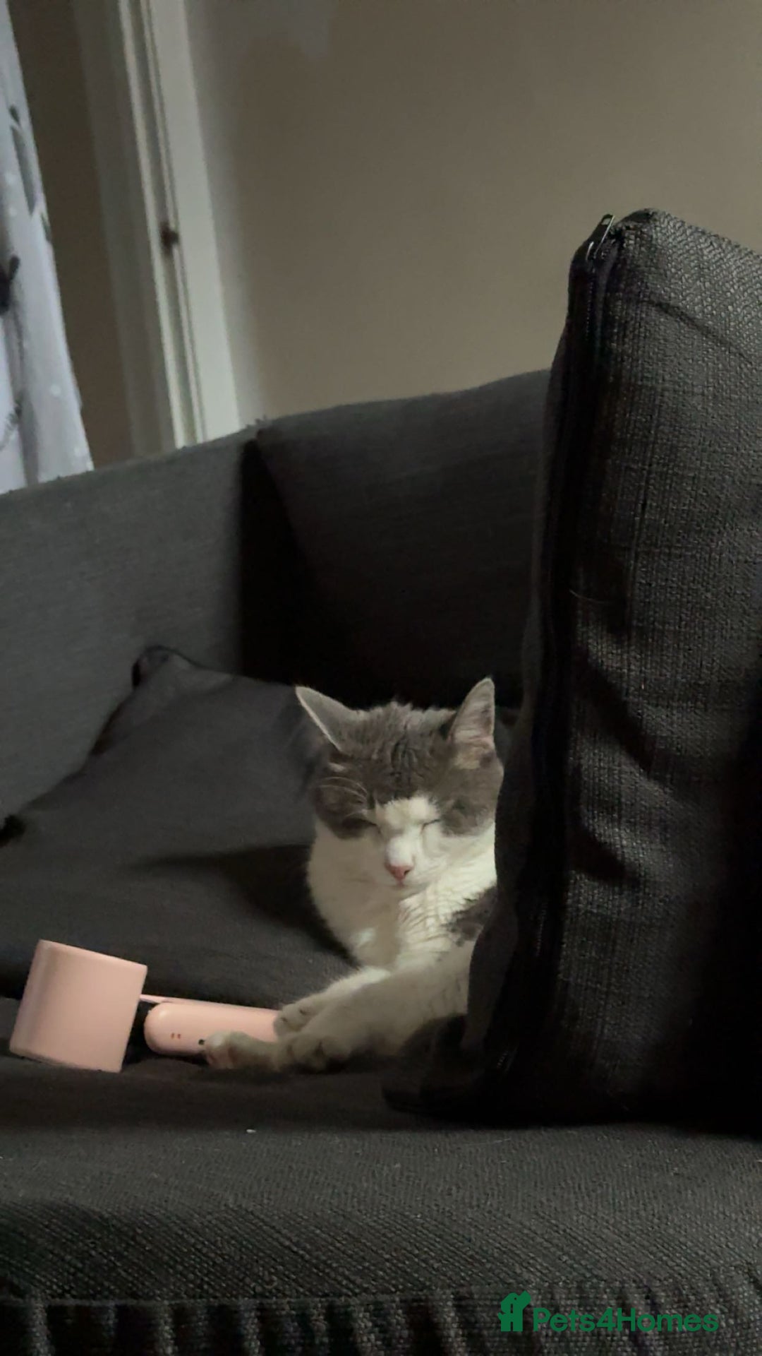 Domestic Shorthair cats for sale: Gorgeous boy for rehoming - Image 6