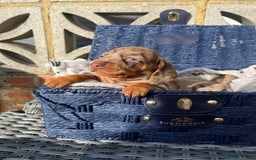 Miniature Dachshund dogs for stud: 🔥For stud proven miniature dachshund🔥   in Windsor - Image 14