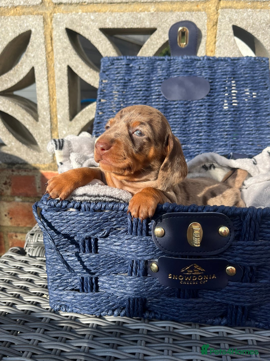 Miniature Dachshund dogs for stud: 🔥For stud proven miniature dachshund🔥   in Windsor - Image 14
