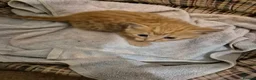 Mixed Breed cats for sale: Kittens for sale  in Nottingham - Advert 10