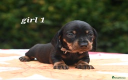 Miniature Dachshund dogs for sale: Beautiful KC black and tan smooth girls - Advert 11