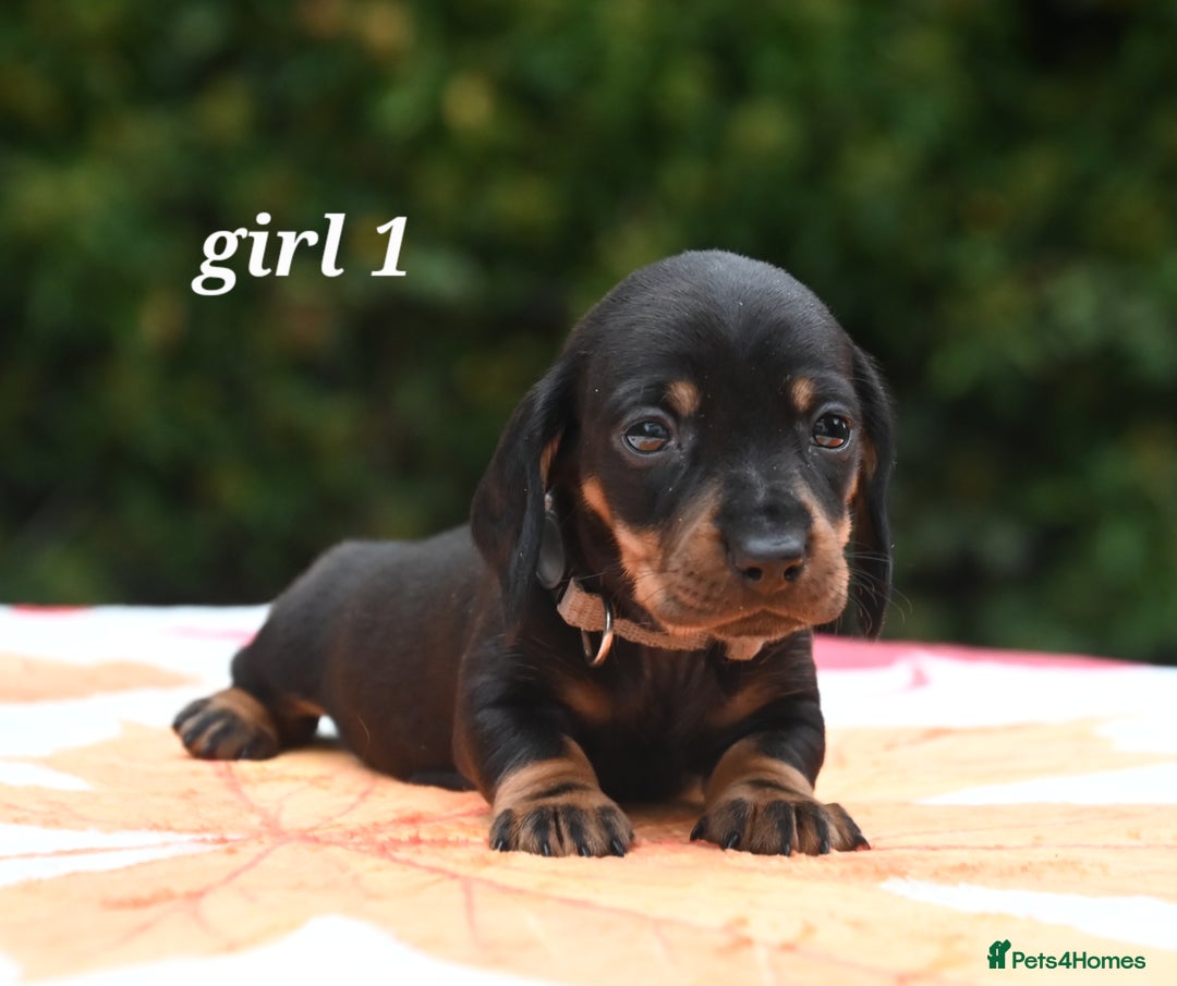 Miniature Dachshund dogs for sale: Beautiful KC black and tan smooth girls - Advert 11