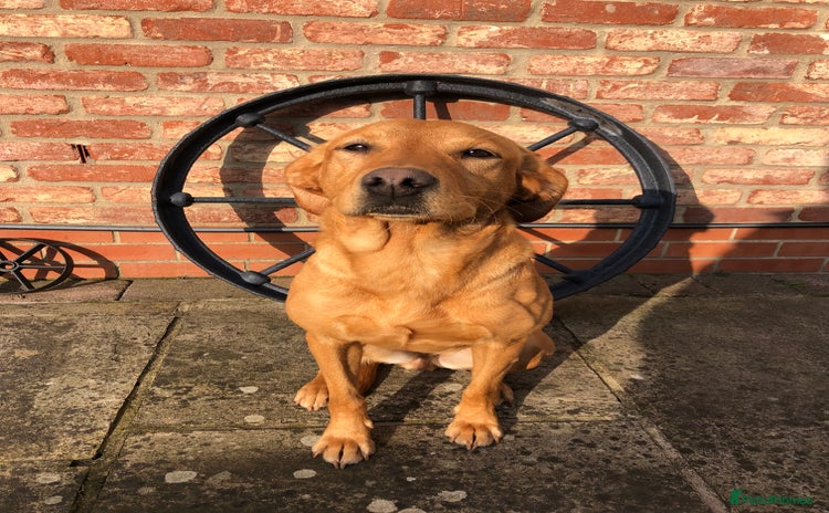 Labrador Retriever dogs - Advert 1