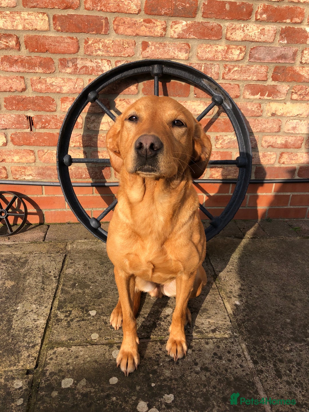 Labrador Retriever dogs for sale: 2 YEARL OLD LABRADOR BITCH - Image 1