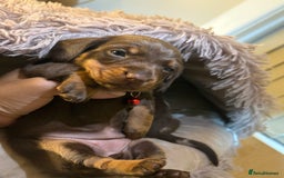 Miniature Dachshund dogs for sale: Miniature Dachshund puppies 🐶  - Image 14