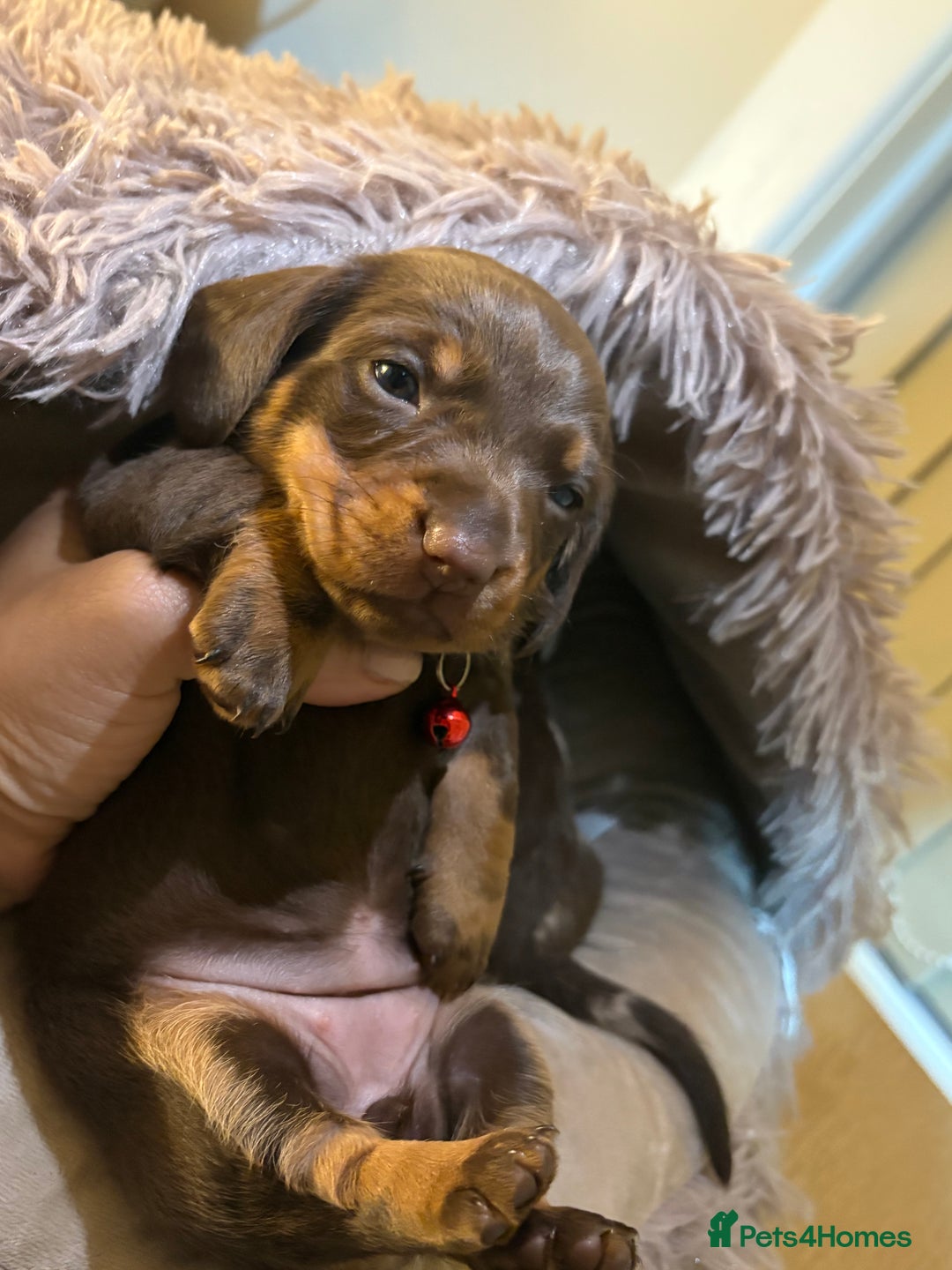 Miniature Dachshund dogs for sale: Miniature Dachshund puppies 🐶  - Image 14