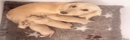 Miniature Dachshund dogs for sale: Stunning Cream Miniature Dachshund Girls  - Advert 4