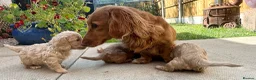 Miniature Dachshund dogs for sale: Beautiful Cream Long Haired Miniature Dachshunds - Advert 9