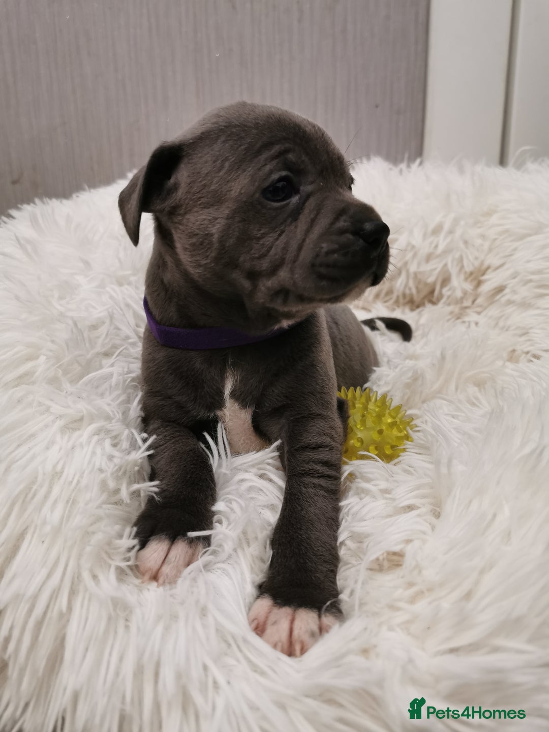Staffordshire Bull Terrier dogs for sale: Staffordshire Bull Terrier puppies for sale  - Advert 10