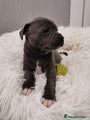Staffordshire Bull Terrier Puppy purple