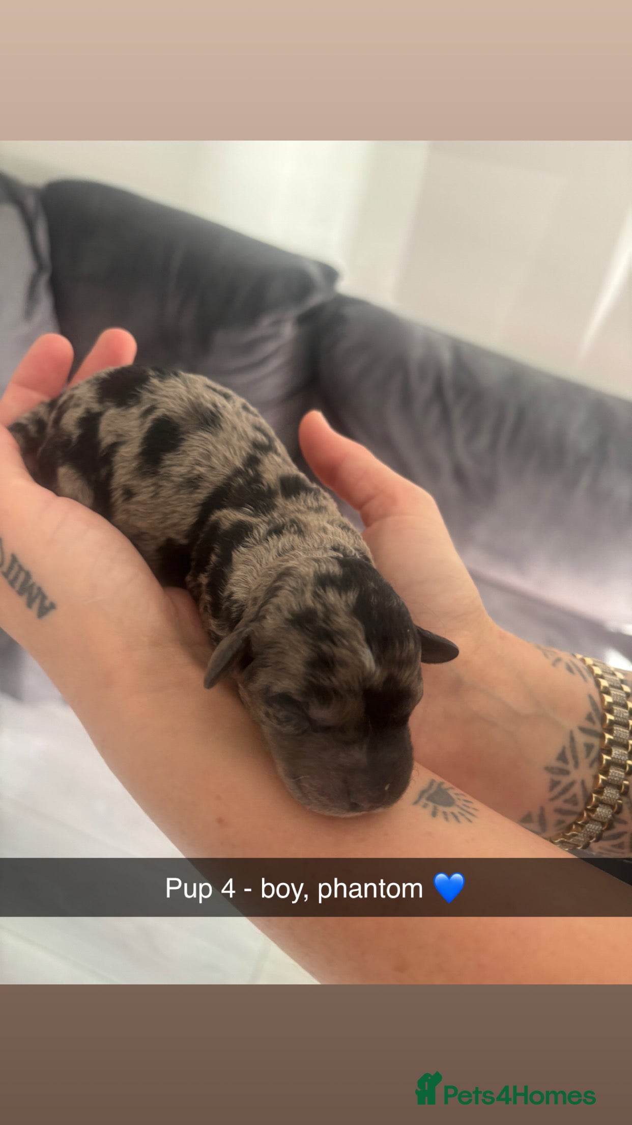 Labradoodle dogs Miniature labradoodles for sale PHANTOM - Advert 4
