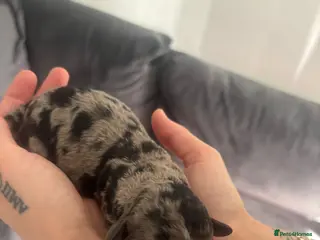 Labradoodle dogs Miniature labradoodles for sale PHANTOM - Advert 4