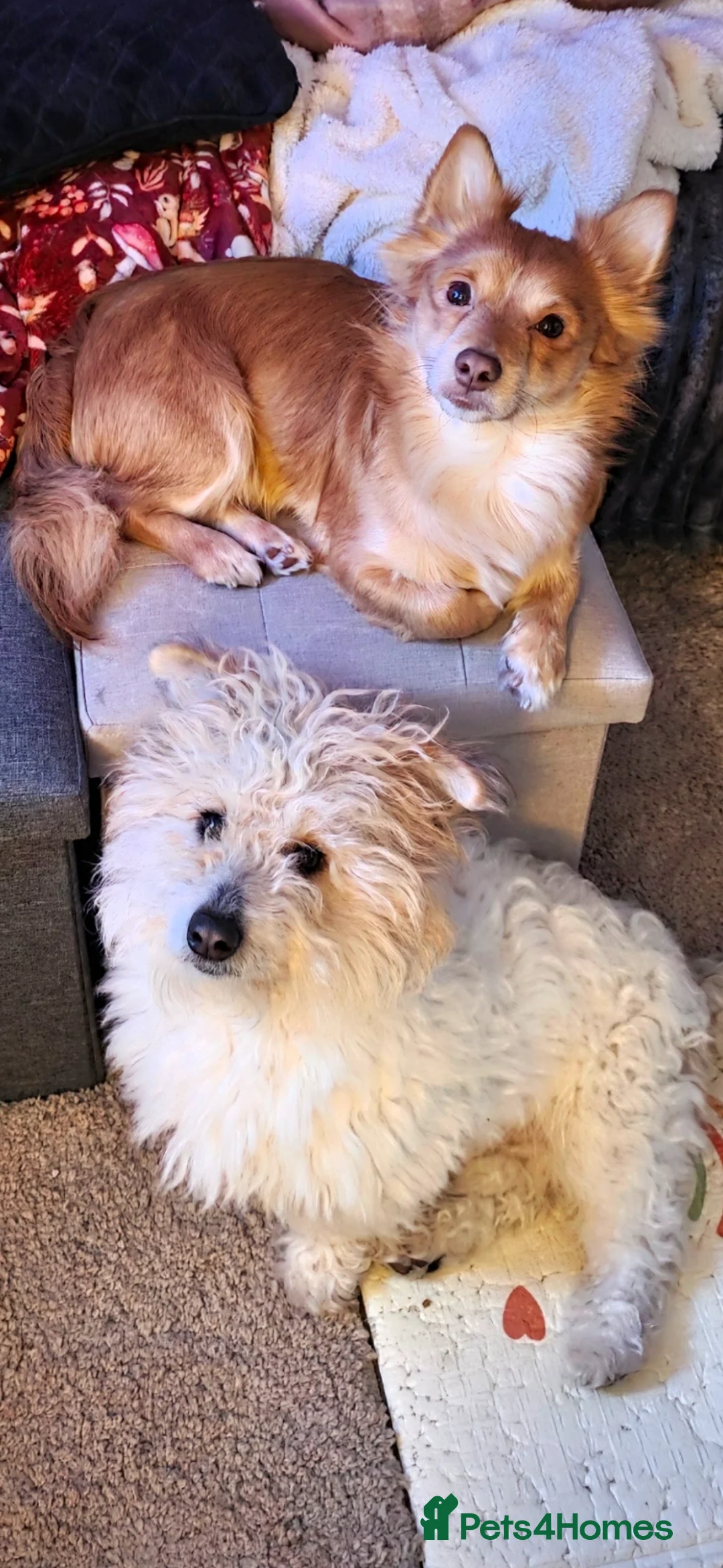 Mixed Breed dogs for sale: Rehoming These Brothers - Advert 1