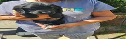 Sprocker dogs for sale: Sprocker Pups (3/4 Cocker) from Licenced Breeder  - Advert 13