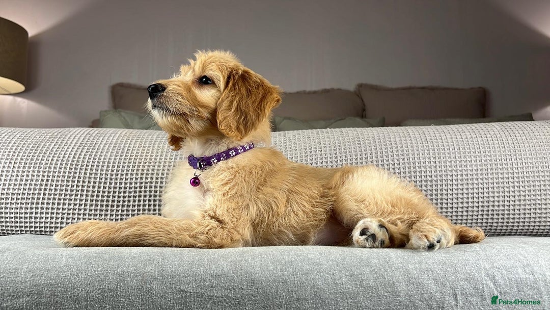 Goldendoodle dogs for sale: ABSOLUTELY GORGEOUS DOODLES  - Advert 34