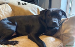 Mixed Breed dogs for sale: Bentley & Enzo  beautiful Staffadors 6 months - Image 9