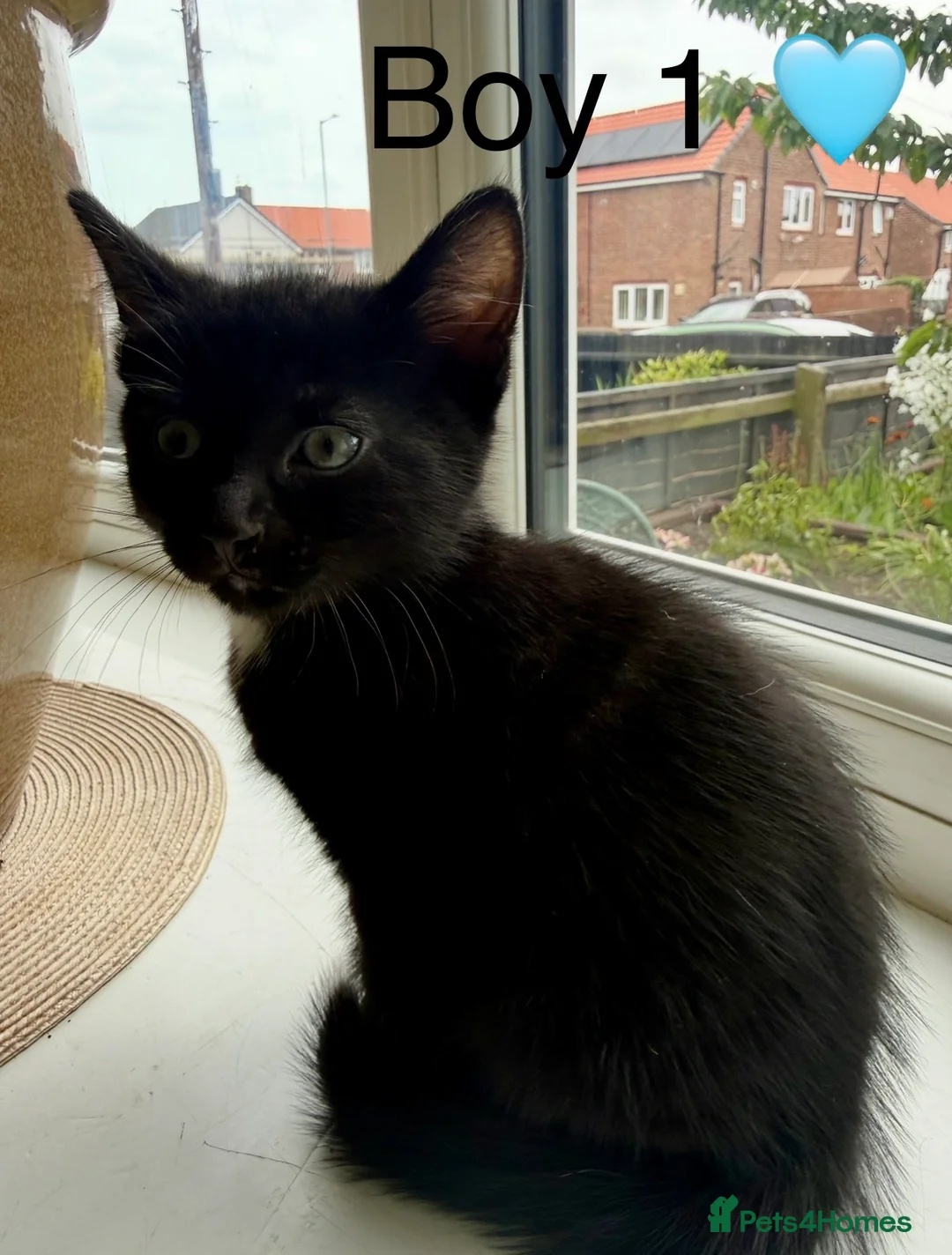 Mixed Breed cats for sale: Mixed Breed kittens for sale in Sunderland - Advert 2