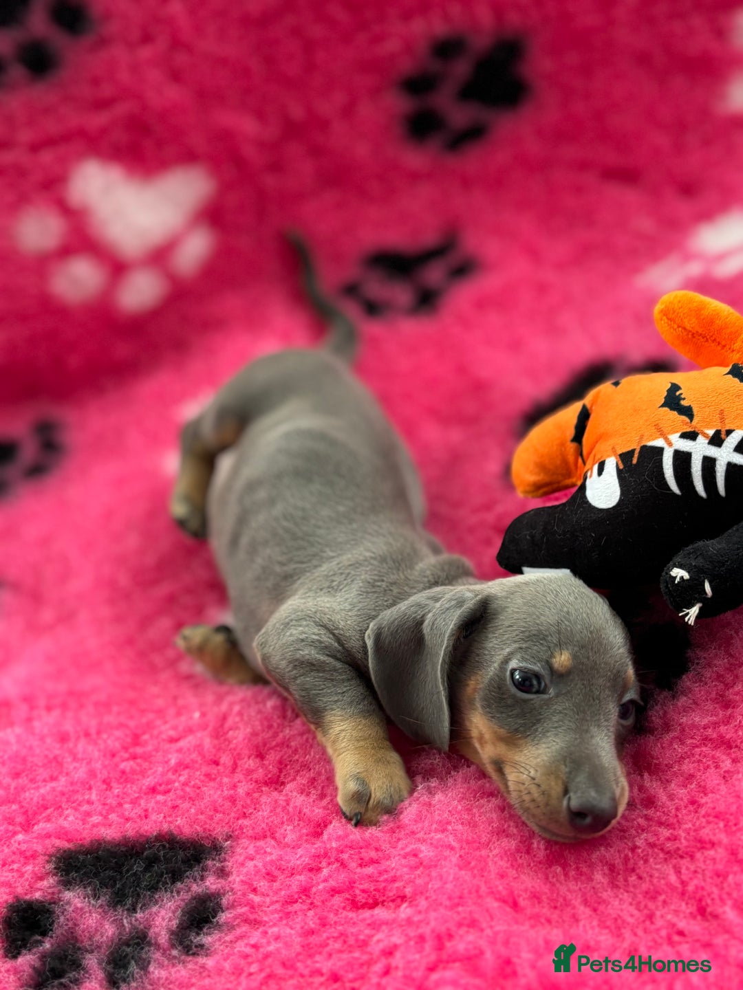 Miniature Dachshund dogs for sale: Miniature dachshund puppies  - Image 2