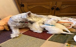 West Highland Terrier dogs for sale: Westie pups  - Image 5