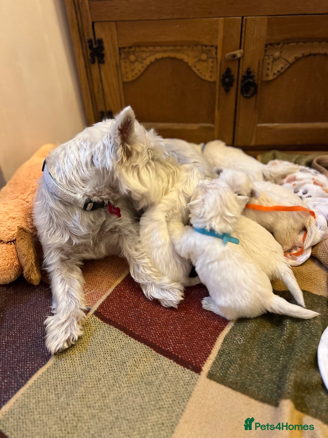 West Highland Terrier dogs for sale: Westie pups  - Image 5