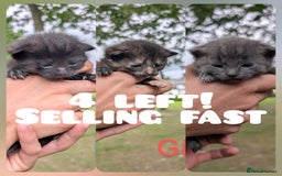 Mixed Breed cats for sale: FREE TO A GOOD HOME! adorable kittens for sale - Image 2