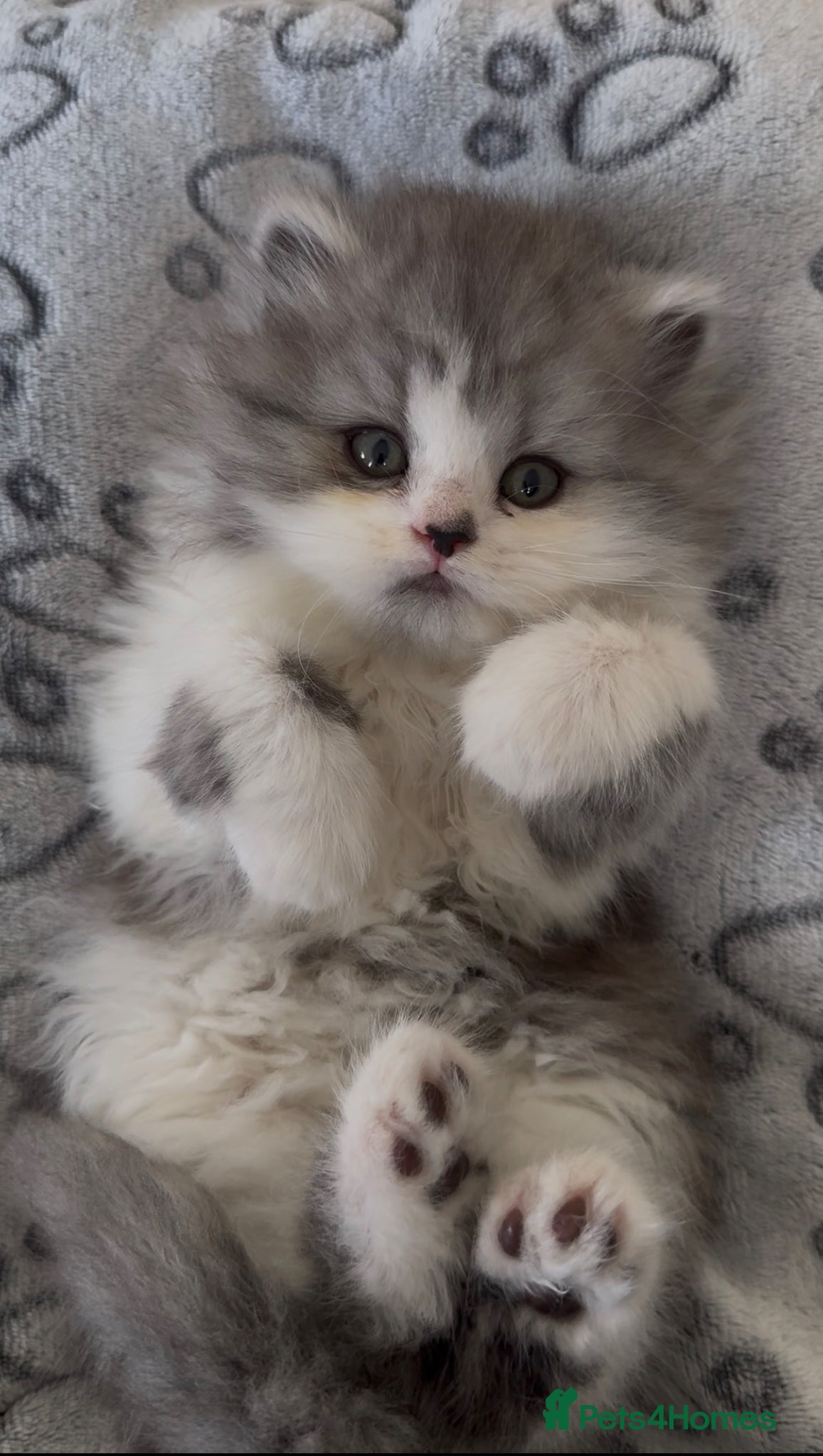 Persian cats for sale: Persian doll face kittens - Advert 19