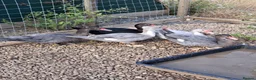 Ducks poultry for sale: Muscovy Drakes - Advert 5
