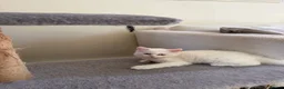 Turkish Angora cats for sale: Long hair kittens  - Advert 8
