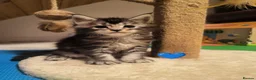 Maine Coon cats for sale: Beautiful Maine coon kittens  - Advert 12