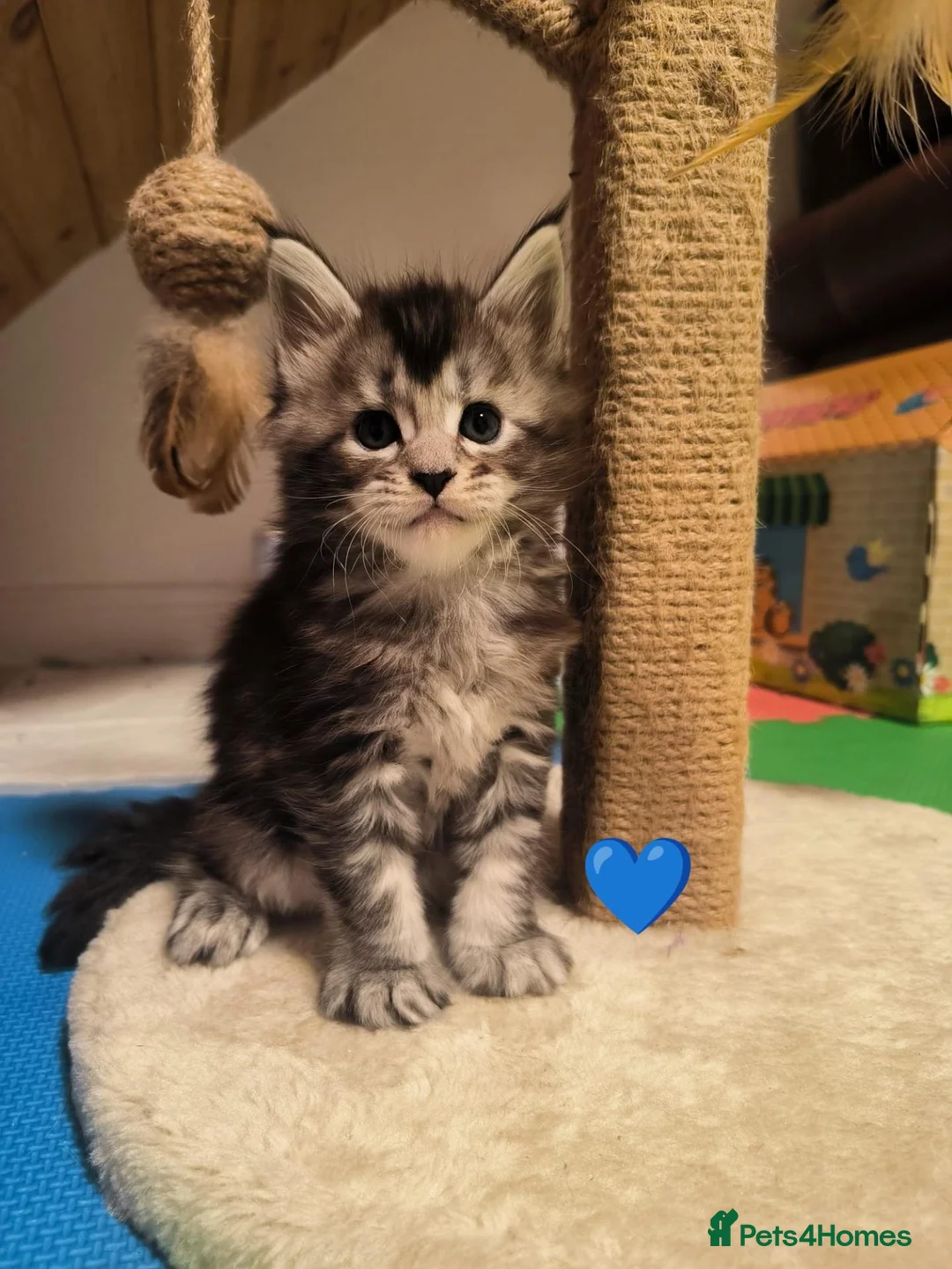 Maine Coon cats for sale: Beautiful Maine coon kittens  - Advert 12