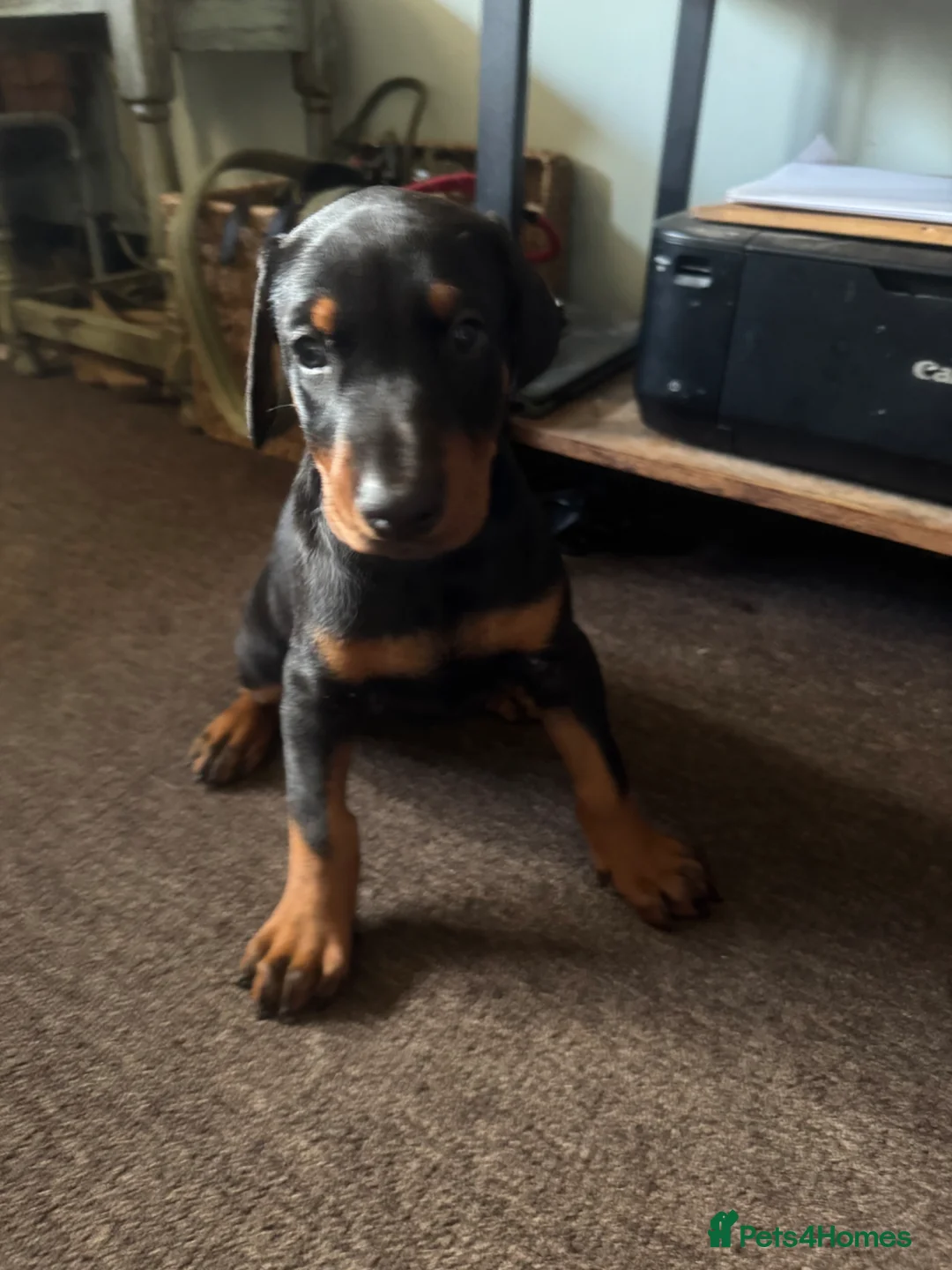 Dobermann dogs for sale: American x European Dobermann Pinscher Pups in Alfreton - Advert 2