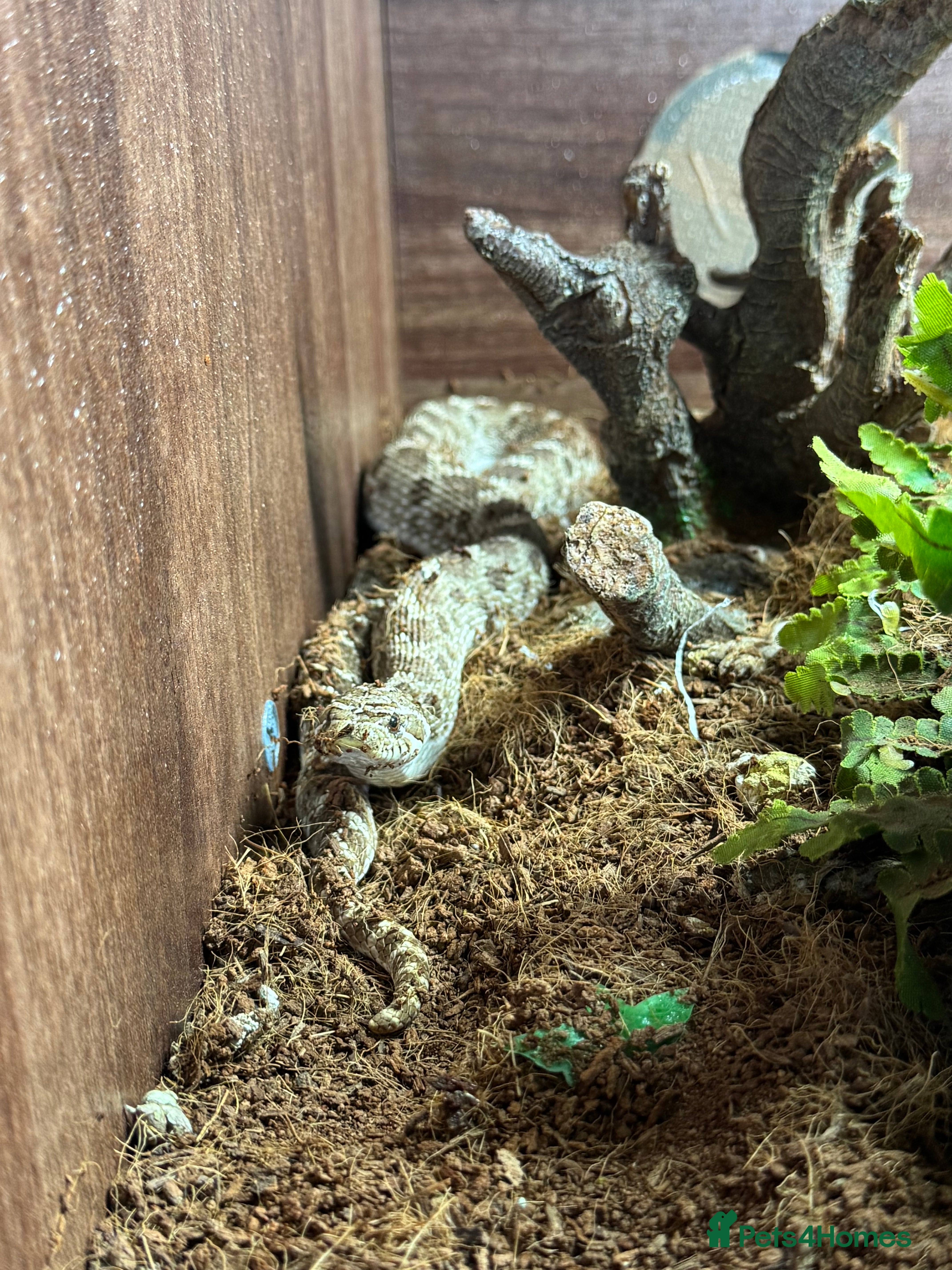 Snake reptiles X3 Hognose snakes with set ups - Advert 1