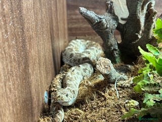 Snake reptiles X3 Hognose snakes with set ups - Advert 1