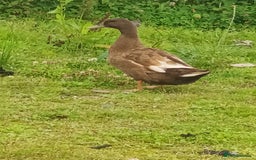 Waterfowl poultry for sale: Khaki Campbell ducks - Image 2