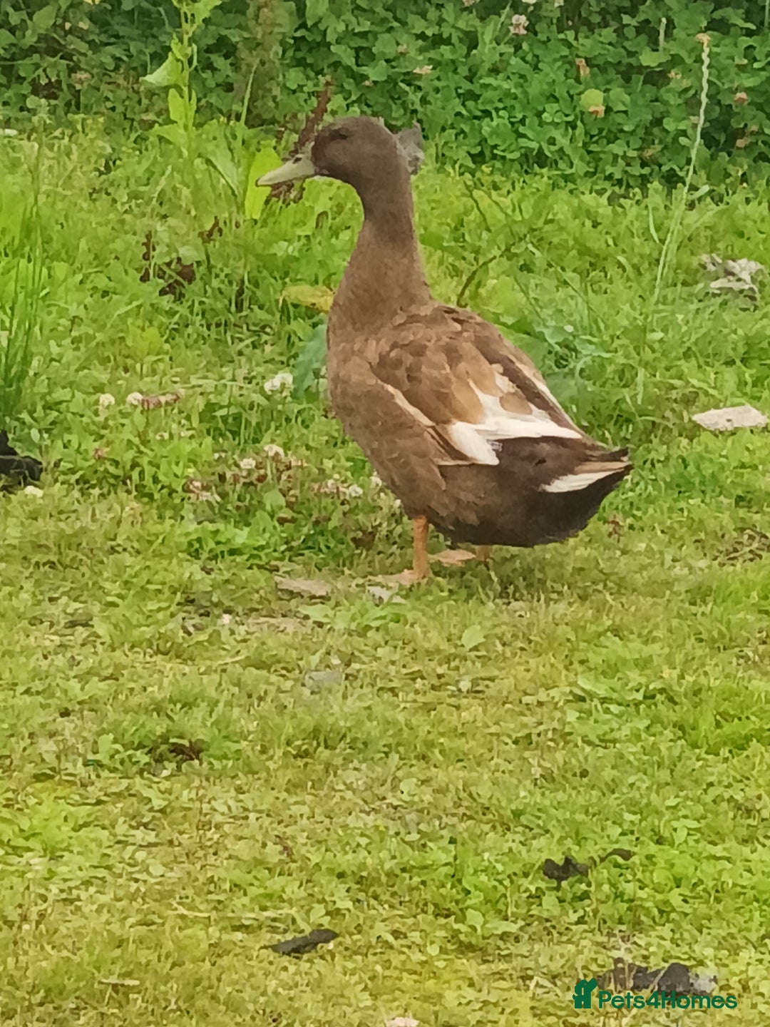Waterfowl poultry for sale: Khaki Campbell ducks - Image 2