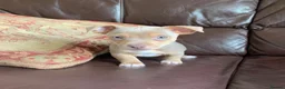 Jack Russell dogs for sale: Fabulous Jack Russell puppies  - Advert 1