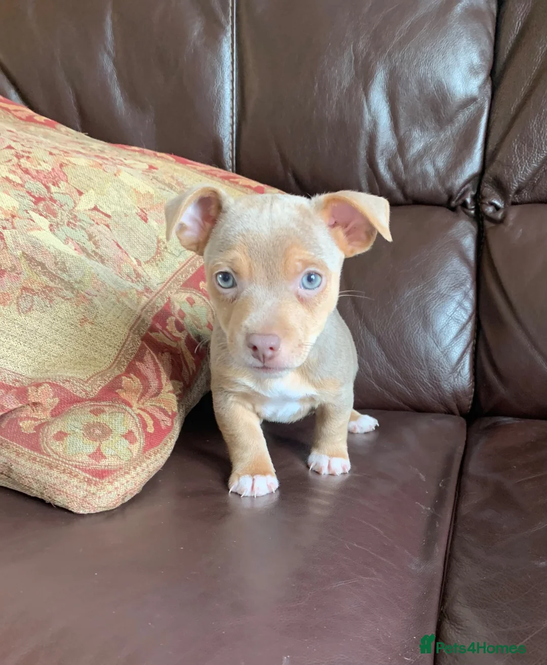 Jack Russell dogs for sale: Fabulous Jack Russell puppies  - Advert 1