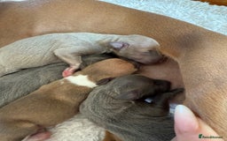 Italian Greyhound dogs for sale: Italian greyhound 4 gorgeous boys 💙 - Image 10