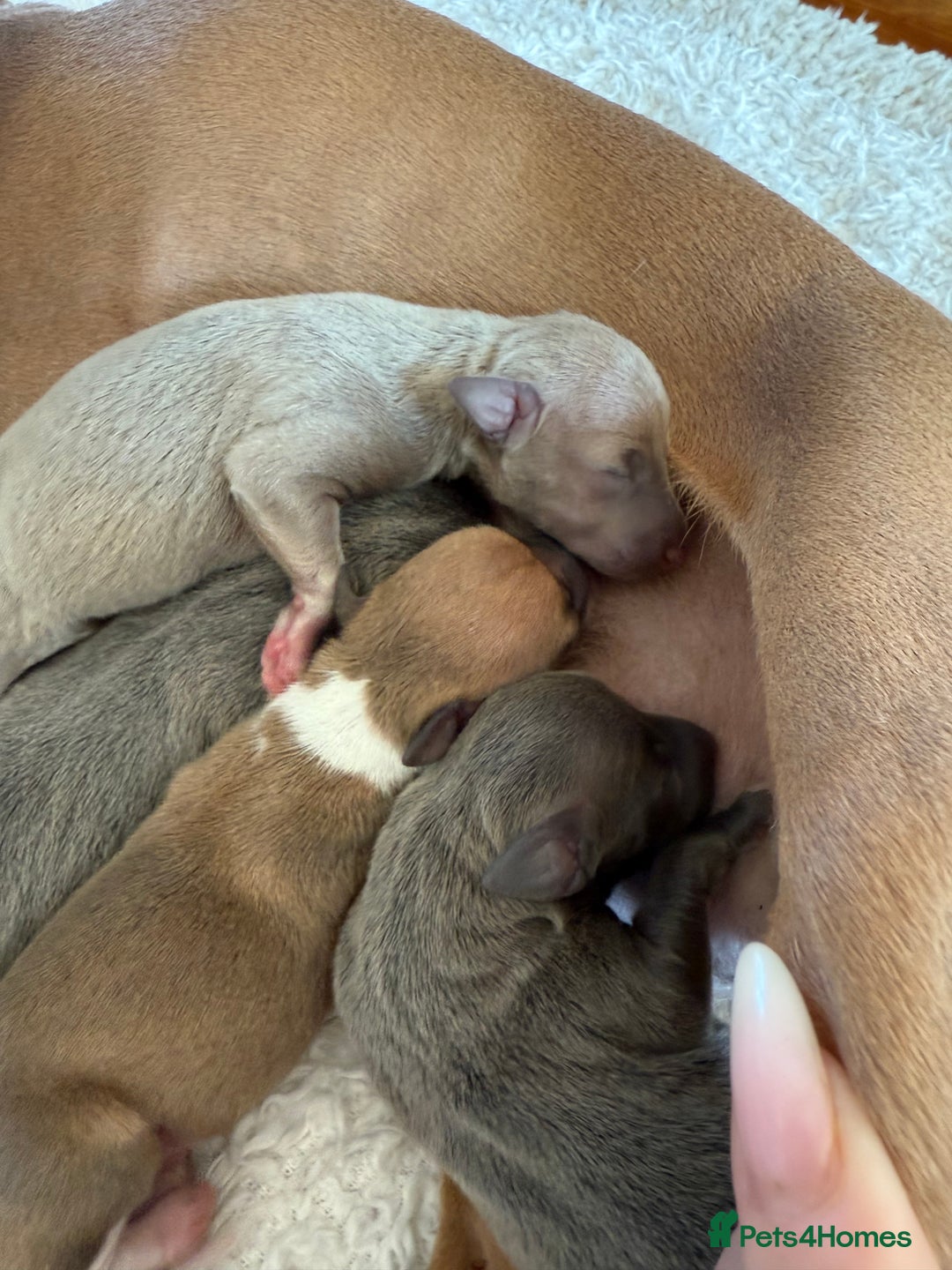 Italian Greyhound dogs for sale: Italian greyhound 4 gorgeous boys 💙 - Image 10