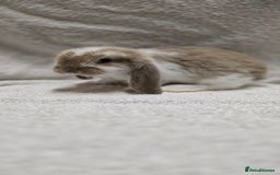 French Lop rabbits for sale: Beautiful French Lop Bunnies - Image 17