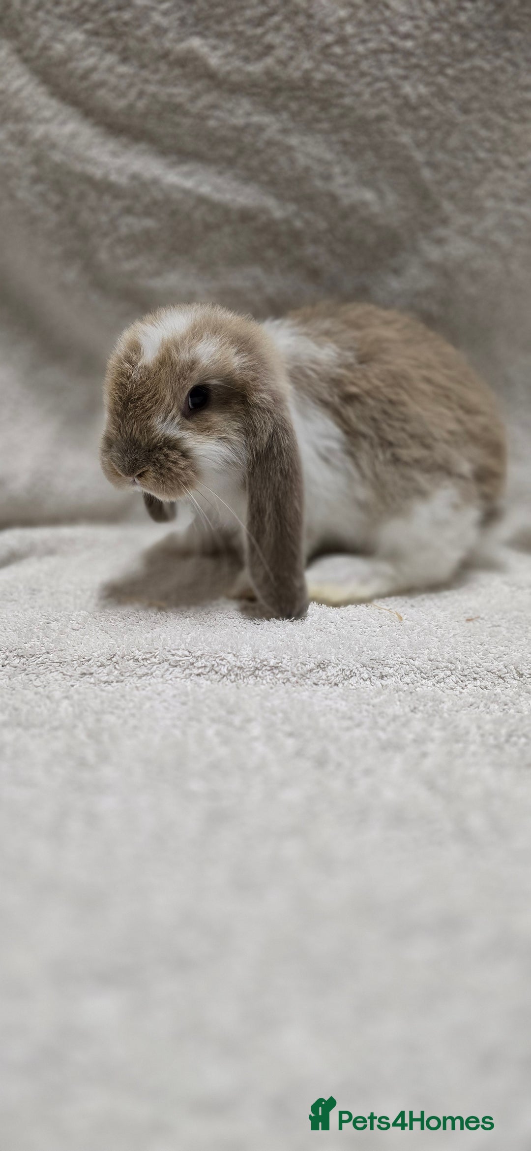 French Lop rabbits for sale: Beautiful French Lop Bunnies - Image 17