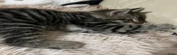 Mixed Breed cats for sale: 6 Lovely Kittens for sale  - Advert 7