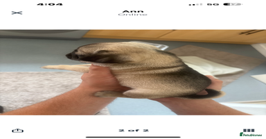 Pug dogs - Advert 2